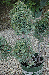 Hetz Blue Juniper (pom pom) (Juniperus chinensis 'Hetz Blue (pom pom)') at Harvard Nursery