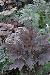 Brunette Bugbane (Cimicifuga racemosa 'Brunette') at Harvard Nursery