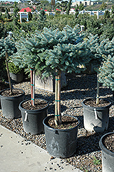 Globe Blue Spruce (tree form) (Picea pungens 'Globosa (tree form)') at Harvard Nursery