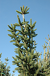 Columnar Norway Spruce (Picea abies 'Cupressina') at Harvard Nursery