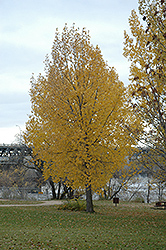 Siouxland Poplar (Populus deltoides 'Siouxland') at Harvard Nursery