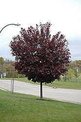 Canada Red Select Chokecherry (Prunus virginiana 'Canada Red Select') at Harvard Nursery