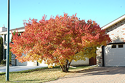 Amur Maple (multi-stem) (Acer ginnala '(multi-stem)') at Harvard Nursery