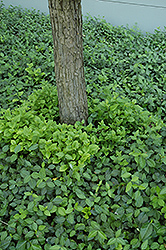 Vegetus Wintercreeper (Euonymus fortunei 'Vegetus') at Harvard Nursery