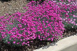 Firewitch Pinks (Dianthus gratianopolitanus 'Firewitch') at Harvard Nursery