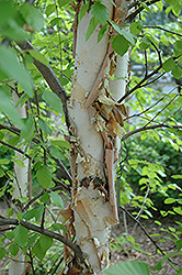 Heritage River Birch (Betula nigra 'Heritage') at Harvard Nursery