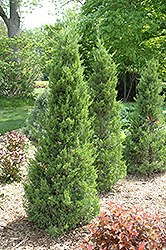 Fairview Juniper (Juniperus chinensis 'Fairview') at Harvard Nursery