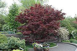 Bloodgood Japanese Maple (Acer palmatum 'Bloodgood') at Harvard Nursery