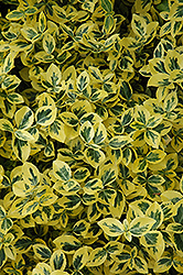 Emerald 'n' Gold Wintercreeper (Euonymus fortunei 'Emerald 'n' Gold') at Harvard Nursery