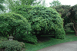 Japanese Maple (Acer palmatum) at Harvard Nursery
