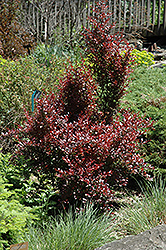 Ruby Jewel Japanese Barberry (Berberis thunbergii 'JN Redleaf') at Harvard Nursery