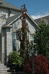 Purple Fountain Beech (Fagus sylvatica 'Purple Fountain') at Harvard Nursery