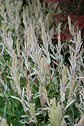 Tricolor Willow (Salix integra 'Hakuro Nishiki') at Harvard Nursery