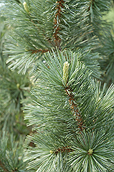 Vanderwolf's Pyramid Pine (Pinus flexilis 'Vanderwolf's Pyramid') at Harvard Nursery
