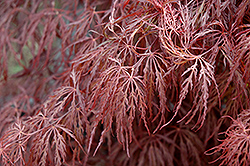 Crimson Queen Japanese Maple (Acer palmatum 'Crimson Queen') at Harvard Nursery