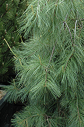 Weeping White Pine (Pinus strobus 'Pendula') at Harvard Nursery
