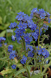 Blue Angel Summer Forget-Me-Not (Anchusa capensis 'Blue Angel') at Harvard Nursery