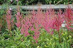 Visions in Pink Chinese Astilbe (Astilbe chinensis 'Visions in Pink') at Harvard Nursery