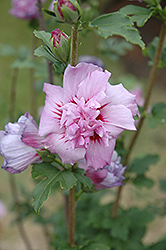Ardens Rose of Sharon (Hibiscus syriacus 'Ardens') at Harvard Nursery