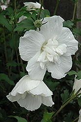 White Chiffon Rose of Sharon (Hibiscus syriacus 'Notwoodtwo') at Harvard Nursery
