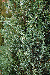 Mountbatten Juniper (Juniperus chinensis 'Mountbatten') at Harvard Nursery