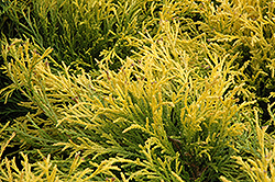 Golden Mop Falsecypress (Chamaecyparis pisifera 'Golden Mop') at Harvard Nursery