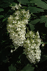 Snowflake Hydrangea (Hydrangea quercifolia 'Snowflake') at Harvard Nursery