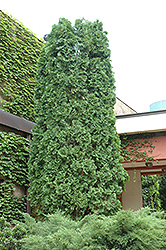 Pyramidal Arborvitae (Thuja occidentalis 'Pyramidalis') at Harvard Nursery