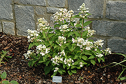 Dharuma Hydrangea (Hydrangea paniculata 'Dharuma') at Harvard Nursery
