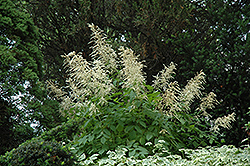 Goatsbeard (Aruncus dioicus) at Harvard Nursery