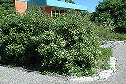 Gray Dogwood (Cornus racemosa) at Harvard Nursery