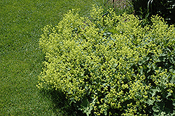 Lady's Mantle (Alchemilla mollis) at Harvard Nursery