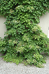 Climbing Hydrangea (Hydrangea anomala 'var. petiolaris') at Harvard Nursery