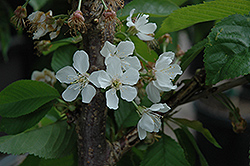 Rainier Cherry (Prunus avium 'Rainier') at Harvard Nursery