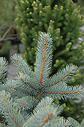 Bakeri Blue Spruce (Picea pungens 'Bakeri') at Harvard Nursery
