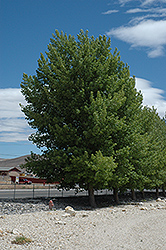Siouxland Poplar (Populus deltoides 'Siouxland') at Harvard Nursery
