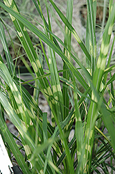 Porcupine Grass (Miscanthus sinensis 'Porcupine') at Harvard Nursery