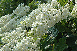 Snowflake Hydrangea (Hydrangea quercifolia 'Snowflake') at Harvard Nursery