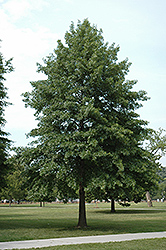 Pin Oak (Quercus palustris) at Harvard Nursery