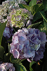 Forever And Ever Hydrangea (Hydrangea macrophylla 'Forever And Ever') at Harvard Nursery