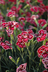 Cranberry Ice Pinks (Dianthus 'Cranberry Ice') at Harvard Nursery