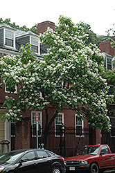 Northern Catalpa (Catalpa speciosa) at Harvard Nursery