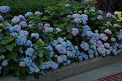 Nikko Blue Hydrangea (Hydrangea macrophylla 'Nikko Blue') at Harvard Nursery