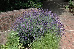 English Lavender (Lavandula angustifolia) at Harvard Nursery