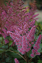 Maggie Daley Astilbe (Astilbe chinensis 'Maggie Daley') at Harvard Nursery