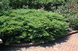 Kallay's Compact Juniper (Juniperus x media 'Kallay's Compact') at Harvard Nursery
