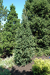 Columnar Norway Spruce (Picea abies 'Cupressina') at Harvard Nursery