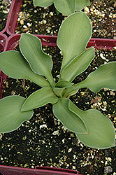 Green Mouse Ears Hosta (Hosta 'Green Mouse Ears') at Harvard Nursery