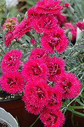 Double Star Starlette Pinks (Dianthus 'Double Star Starlette') at Harvard Nursery
