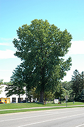 Siouxland Poplar (Populus deltoides 'Siouxland') at Harvard Nursery